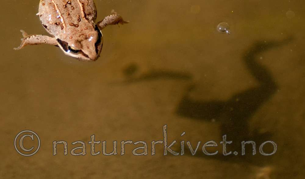 BB 11 0387 / Rana arvalis / Spissnutefrosk