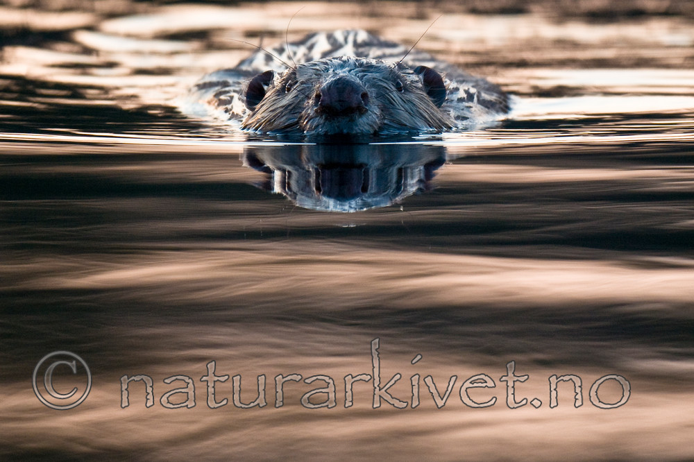 BB 11 0401 / Castor fiber / Bever