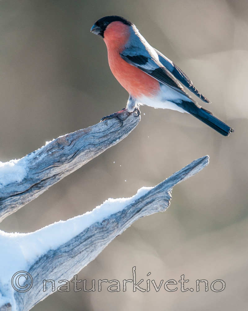 BB 11 0402 / Pyrrhula pyrrhula / Dompap