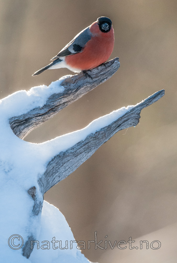 BB 11 0405 / Pyrrhula pyrrhula / Dompap