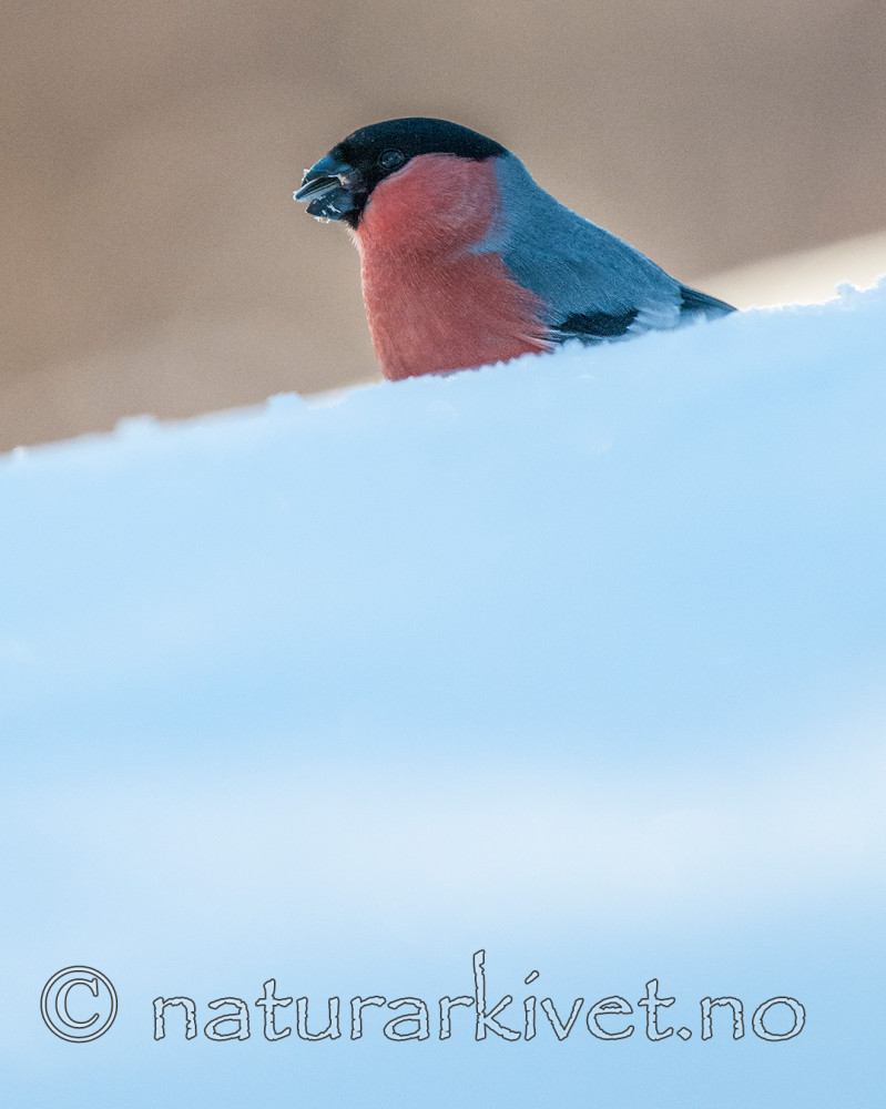 BB 11 0406 / Helianthus annuus / Solsikke <br /> Pyrrhula pyrrhula / Dompap