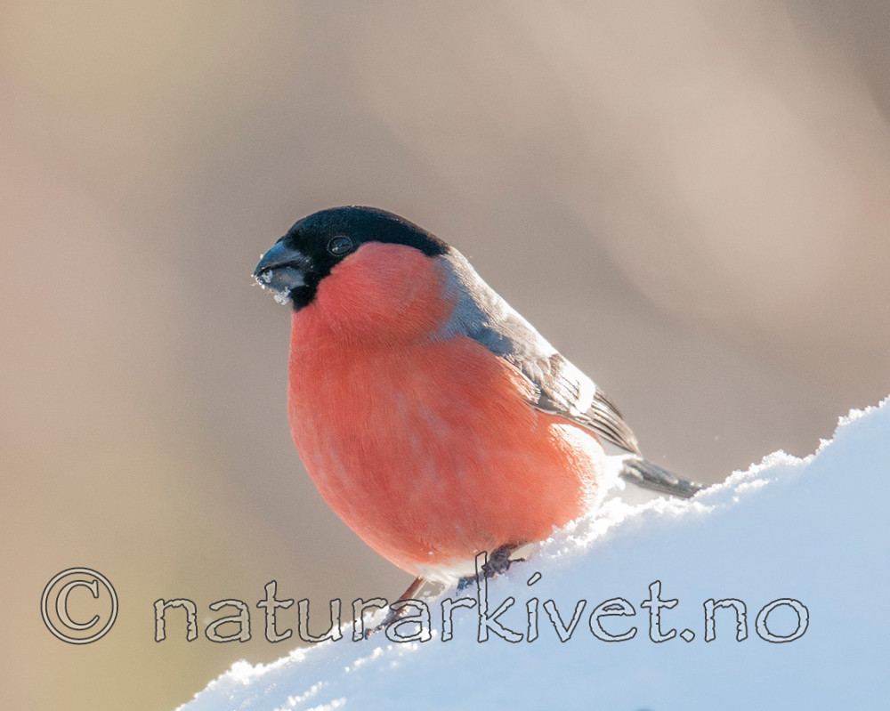 BB 11 0409 / Pyrrhula pyrrhula / Dompap