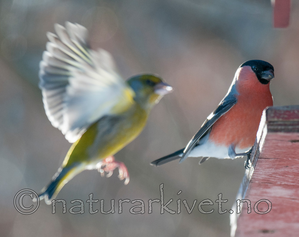 BB 11 0411 / Carduelis chloris / Grønnfink <br /> Pyrrhula pyrrhula / Dompap