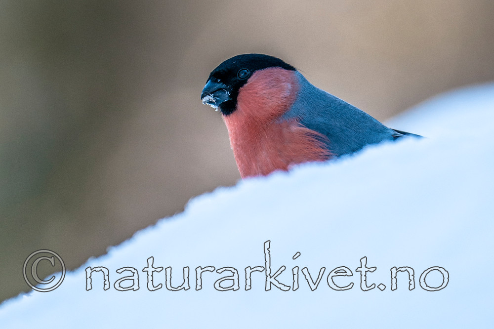 BB 11 0412 / Pyrrhula pyrrhula / Dompap