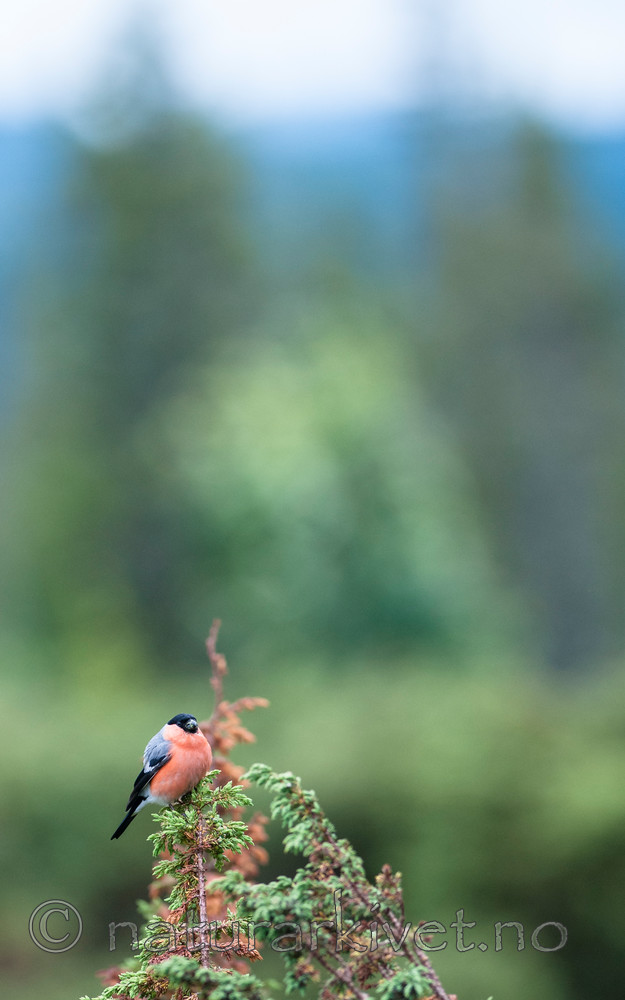 BB 11 0414 / Juniperus communis / Einer <br /> Pyrrhula pyrrhula / Dompap