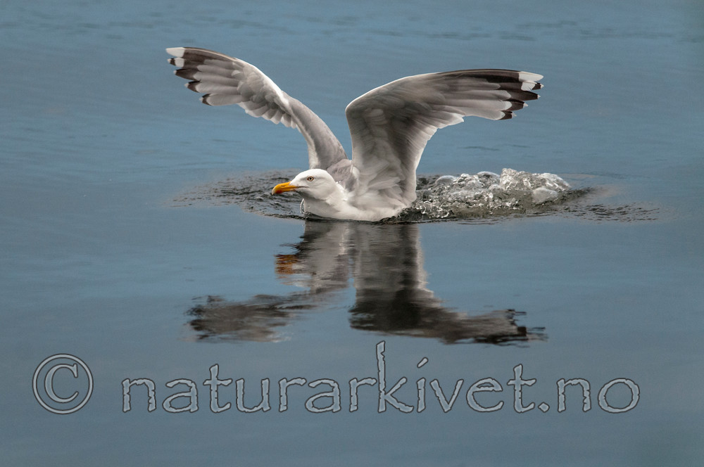 BB 11 0415 / Larus argentatus / Gråmåke