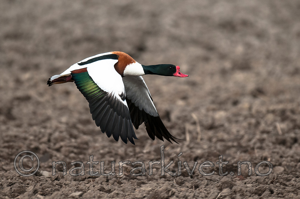 BB 11 0421 / Tadorna tadorna / Gravand