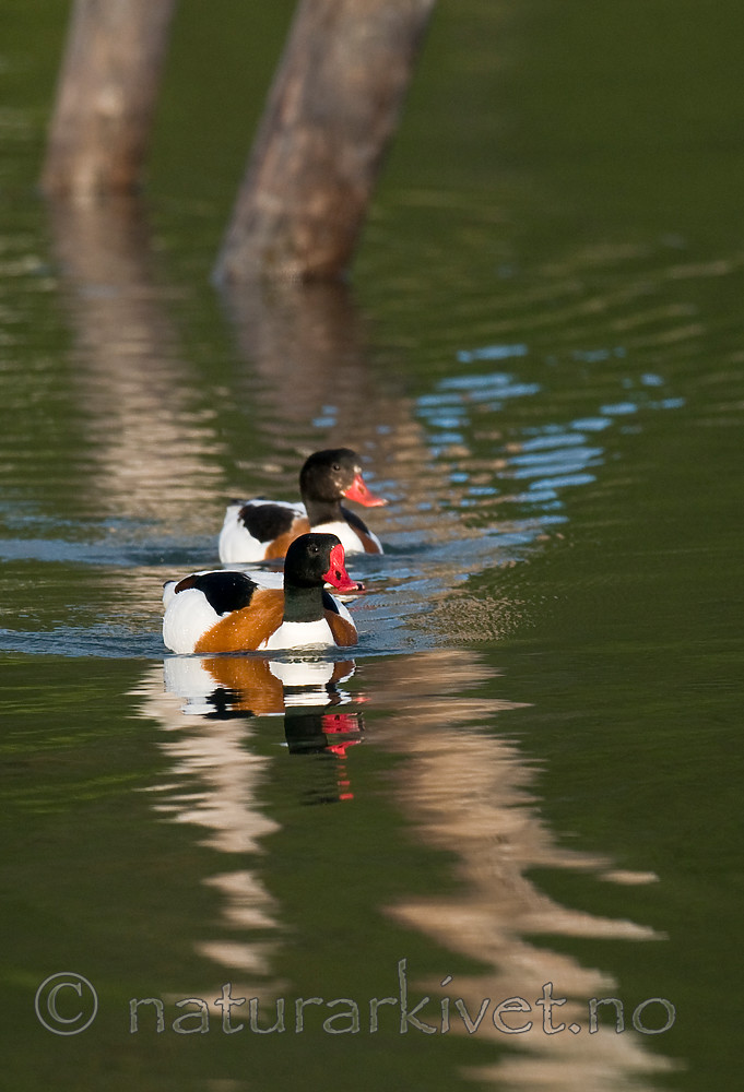 BB 11 0422 / Tadorna tadorna / Gravand