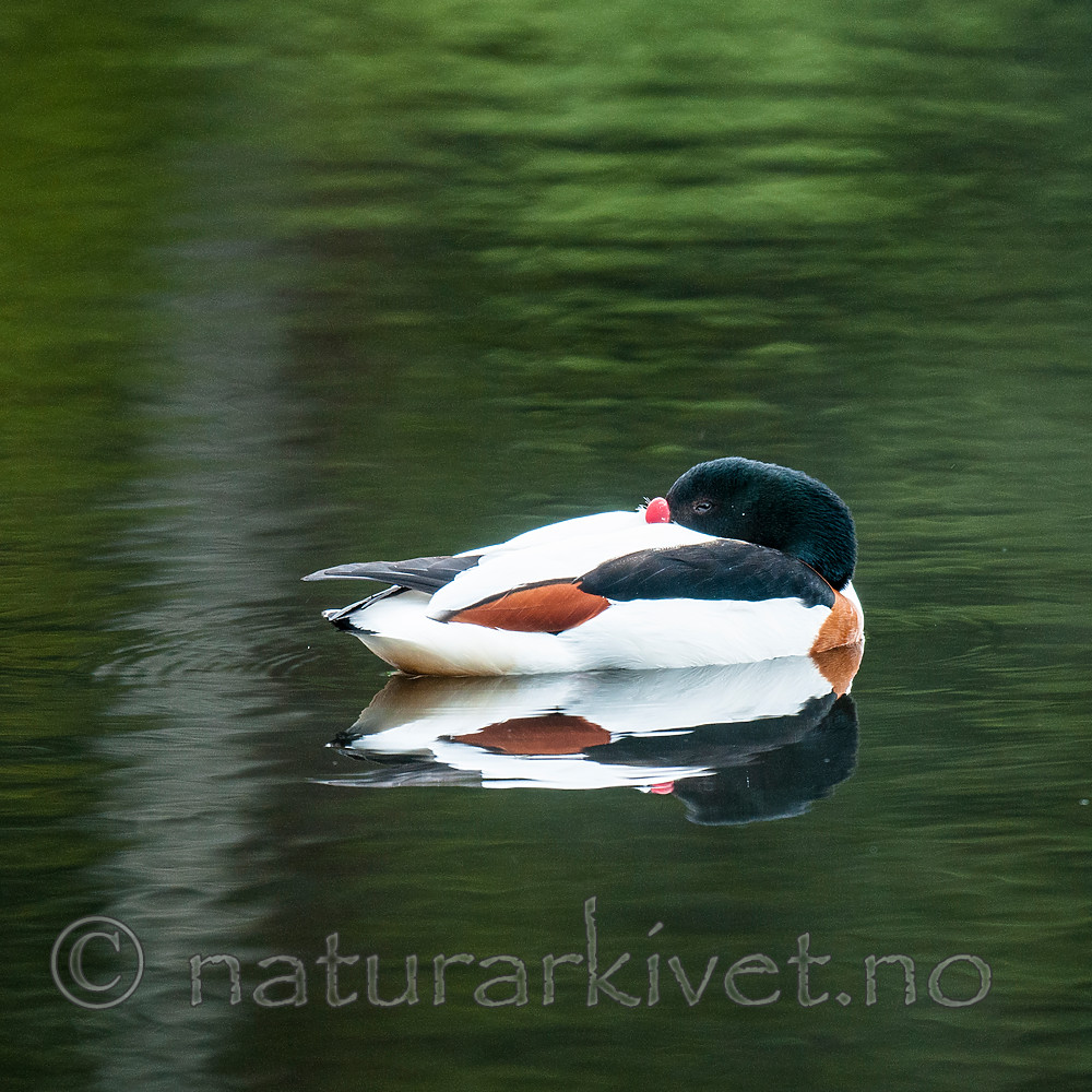 BB 11 0437 / Tadorna tadorna / Gravand