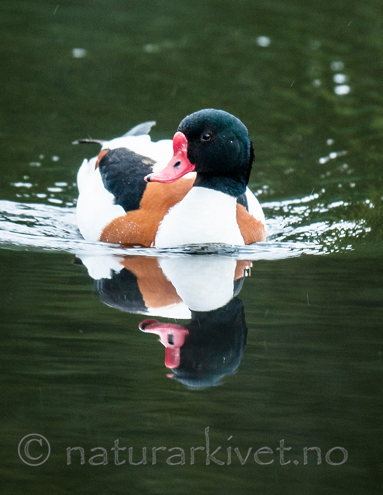 BB 11 0438 / Tadorna tadorna / Gravand