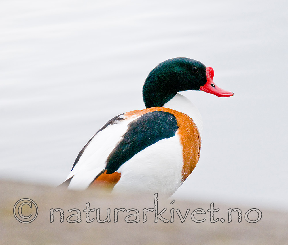 BB 11 0439 / Tadorna tadorna / Gravand