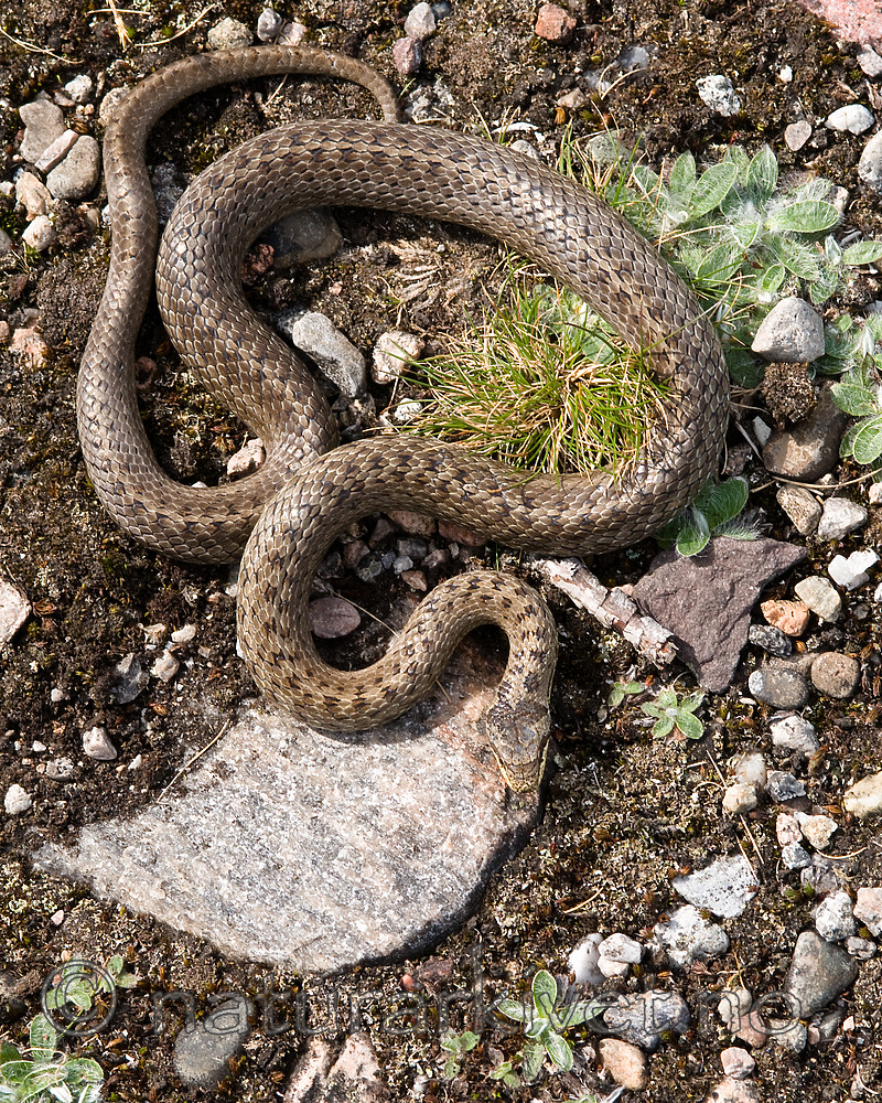 BB 11 0441 / Coronella austriaca / Slettsnok