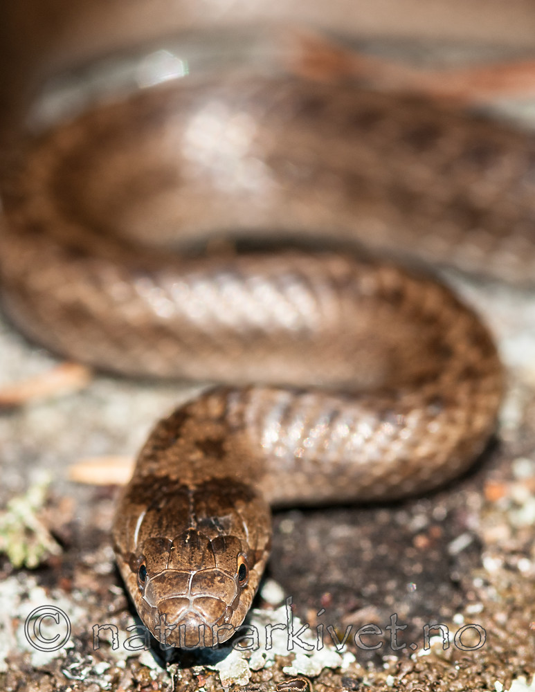 BB 11 0443 / Coronella austriaca / Slettsnok