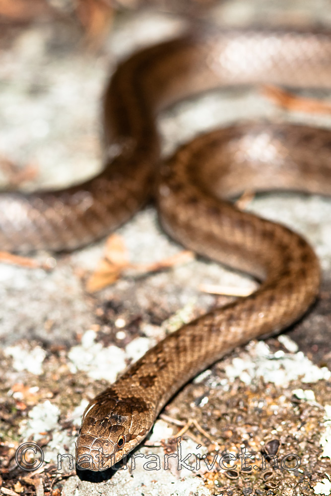 BB 11 0444 / Coronella austriaca / Slettsnok