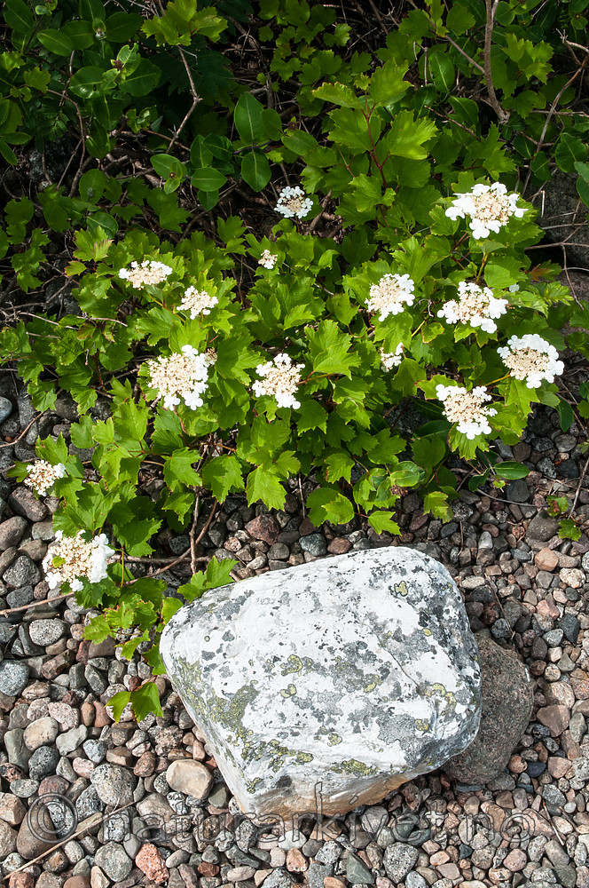 BB 11 0451 / Lonicera periclymenum / Vivendel <br /> Viburnum opulus / Korsved