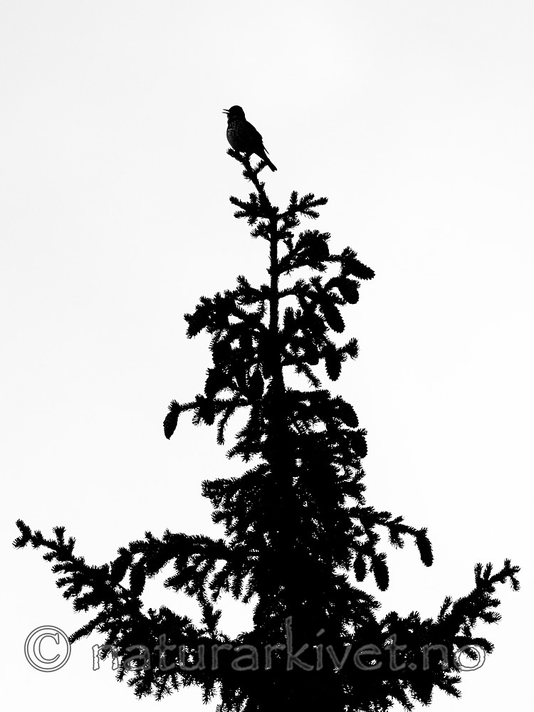 BB 11 0454 / Turdus philomelos / Måltrost