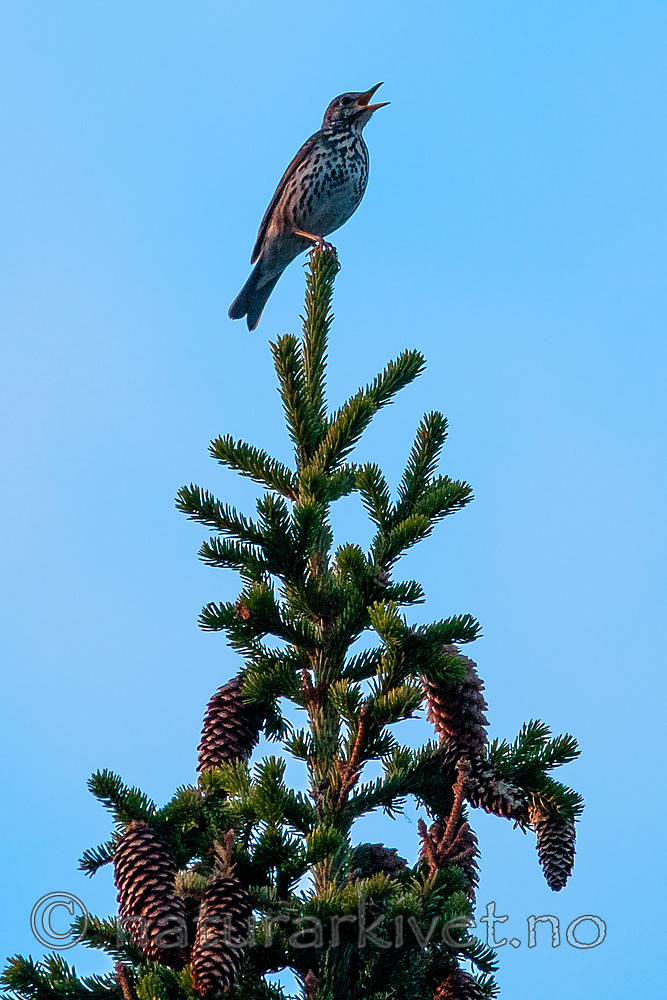 BB 11 0455 / Turdus philomelos / Måltrost