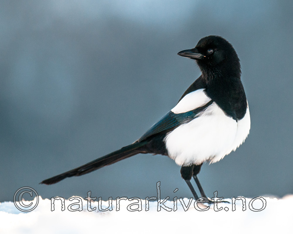 BB 11 0459 / Pica pica / Skjære