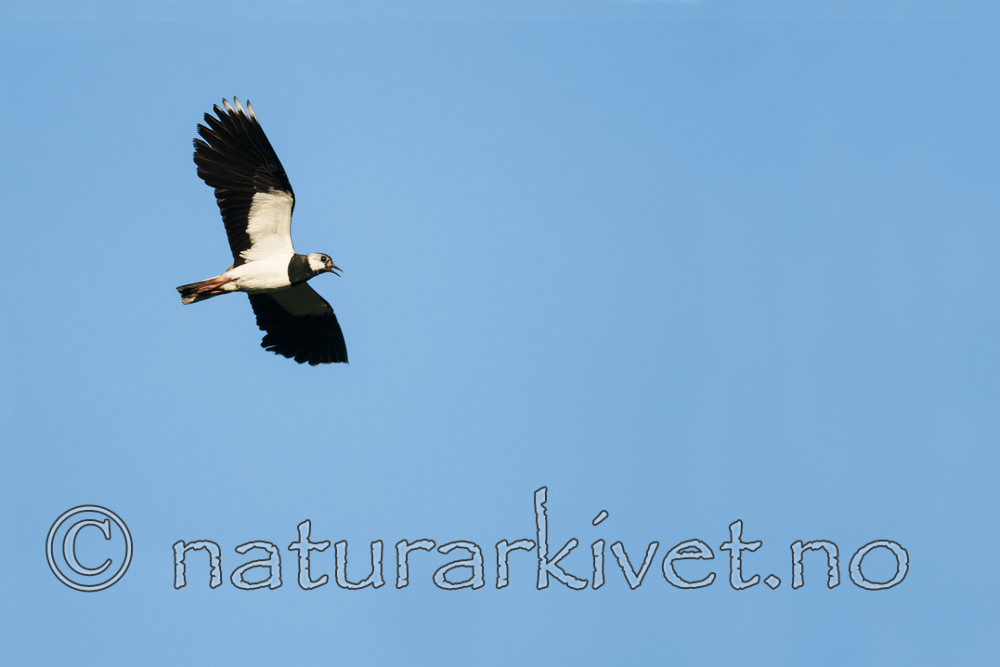 BB 11 0464 / Vanellus vanellus / Vipe