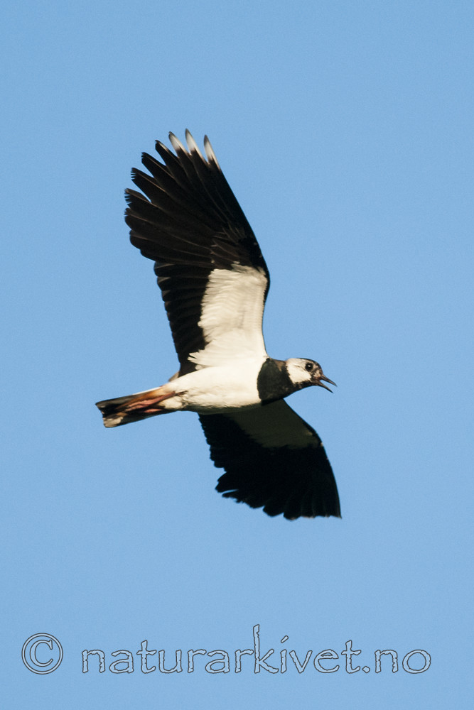 BB 11 0465 / Vanellus vanellus / Vipe