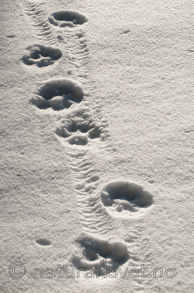 BB 11 0468 / Lynx lynx / Gaupe