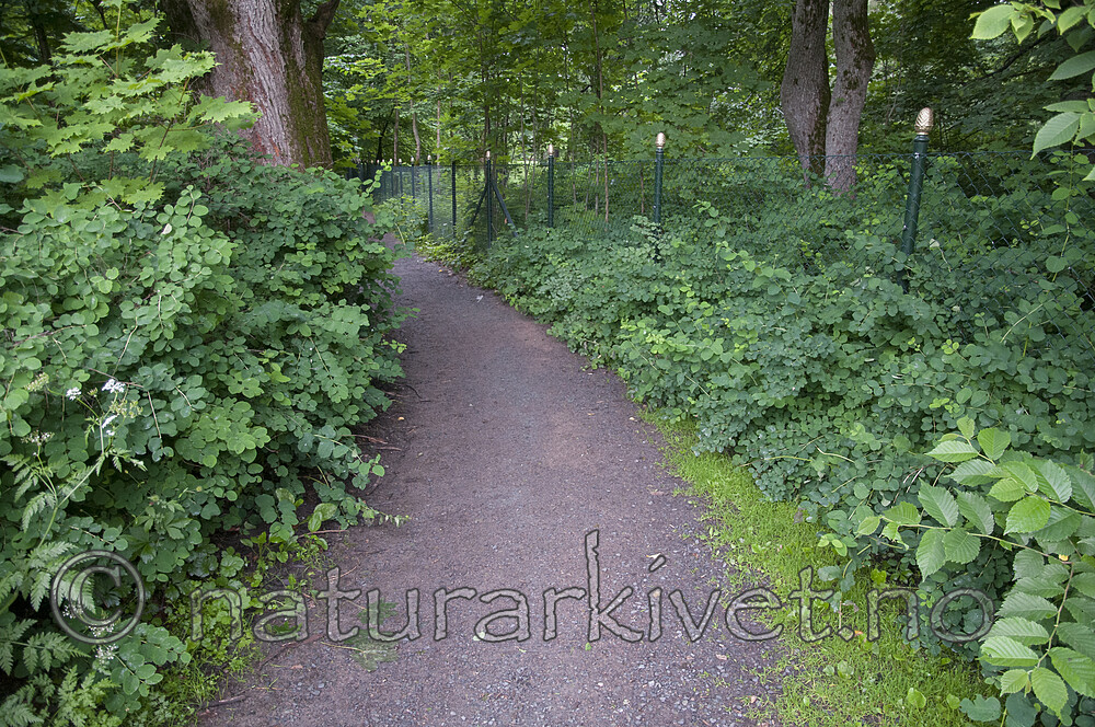 BB 11 0489 / Symphoricarpos albus / Snøbær
