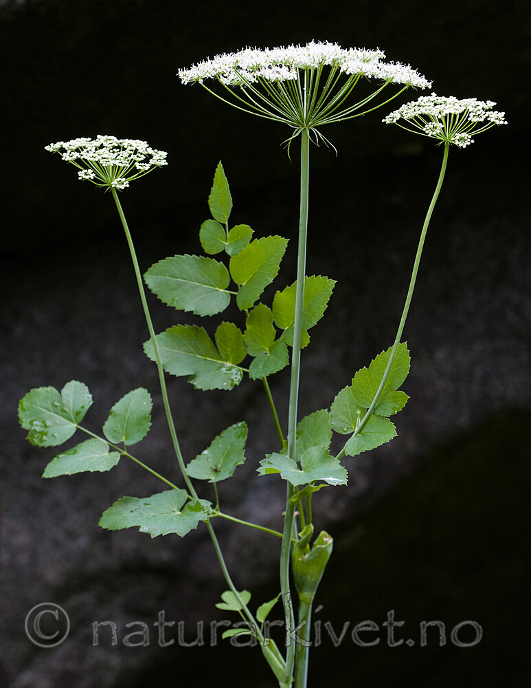 BB 11 0493 / Laserpitium latifolium / Hvitrot