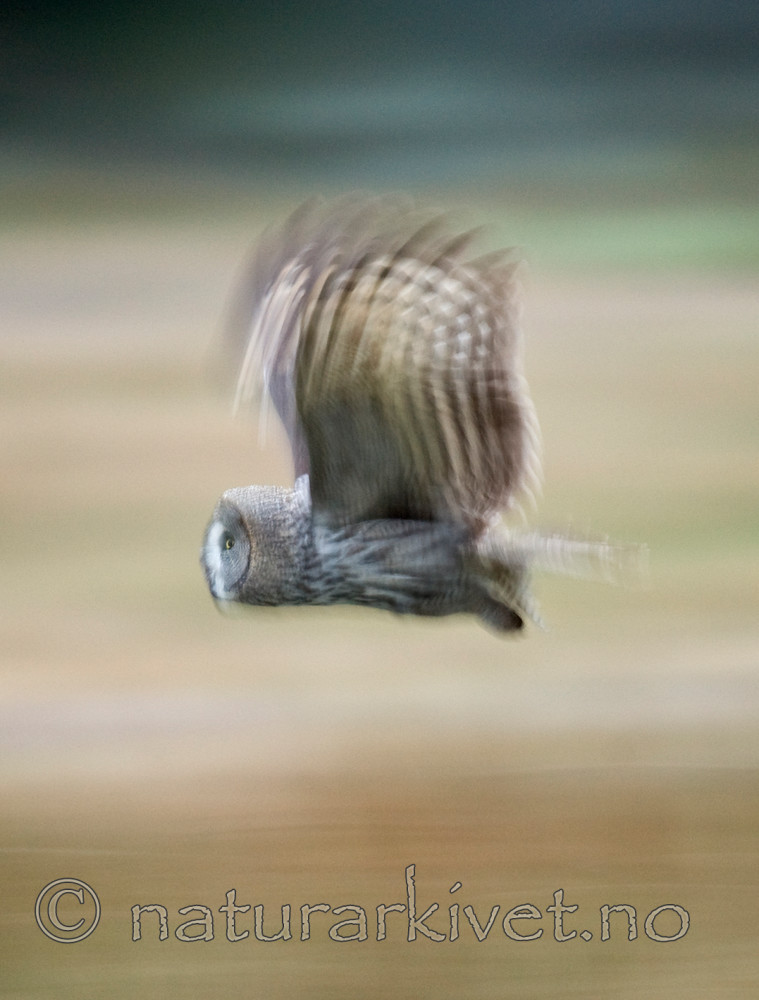 BB 12 0001 / Strix nebulosa / Lappugle