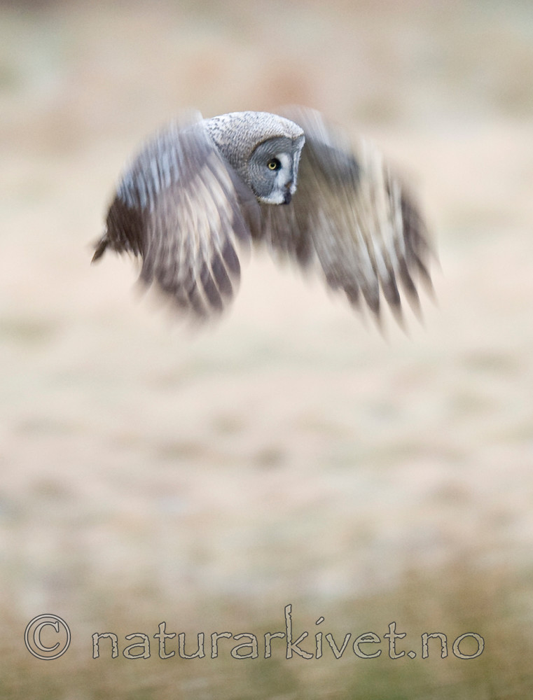 BB 12 0003 / Strix nebulosa / Lappugle