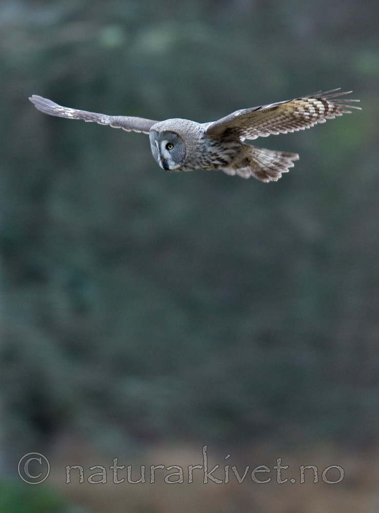 BB 12 0005 / Strix nebulosa / Lappugle