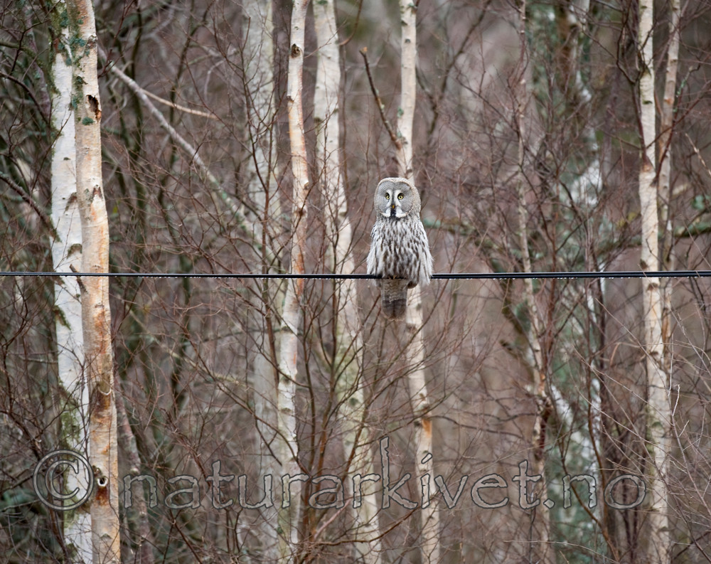 BB 12 0008 / Strix nebulosa / Lappugle