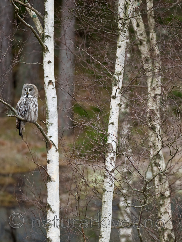 BB 12 0009 / Strix nebulosa / Lappugle