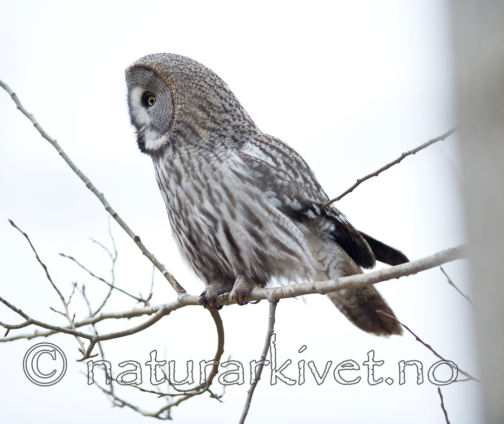 BB 12 0012 / Strix nebulosa / Lappugle