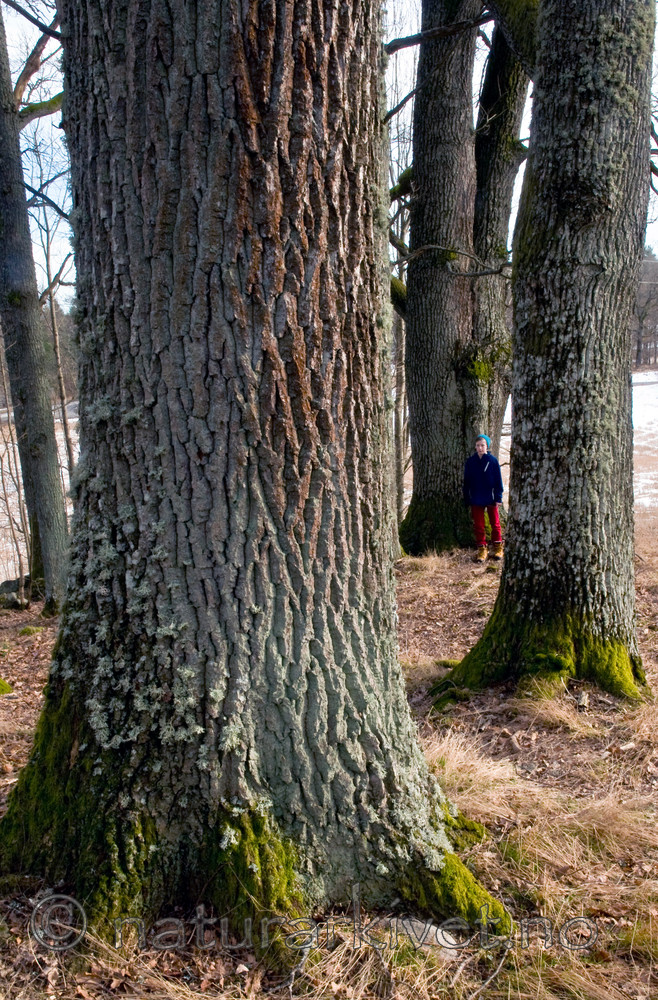 BB 12 0018 / Quercus robur / Sommereik