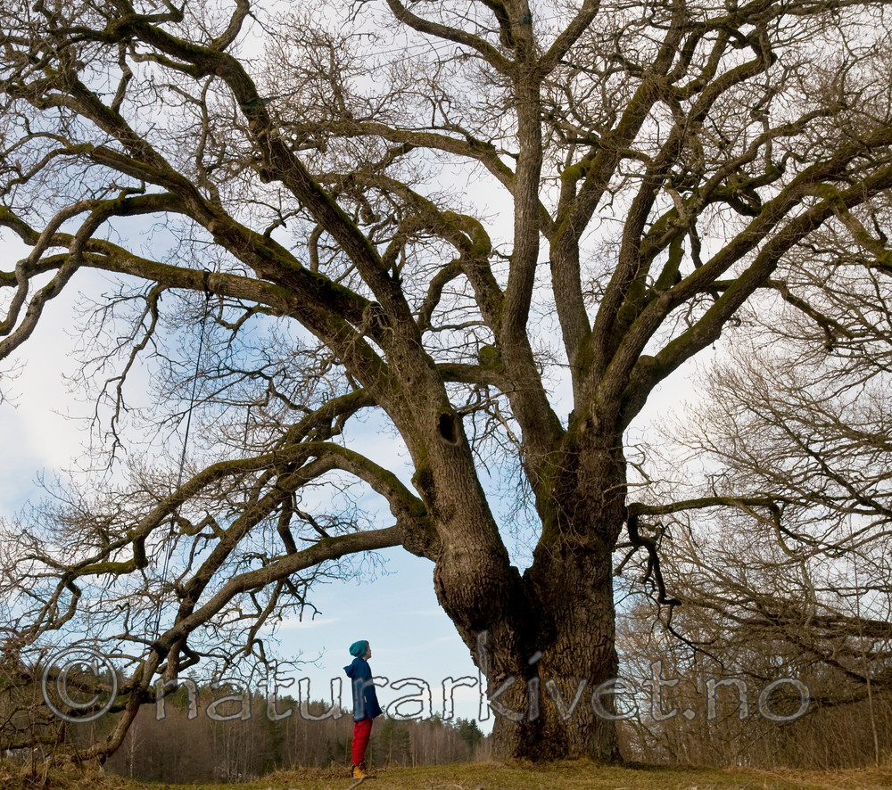 BB 12 0019 / Quercus robur / Sommereik