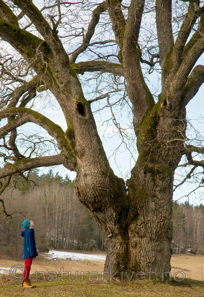 BB 12 0020 / Quercus robur / Sommereik