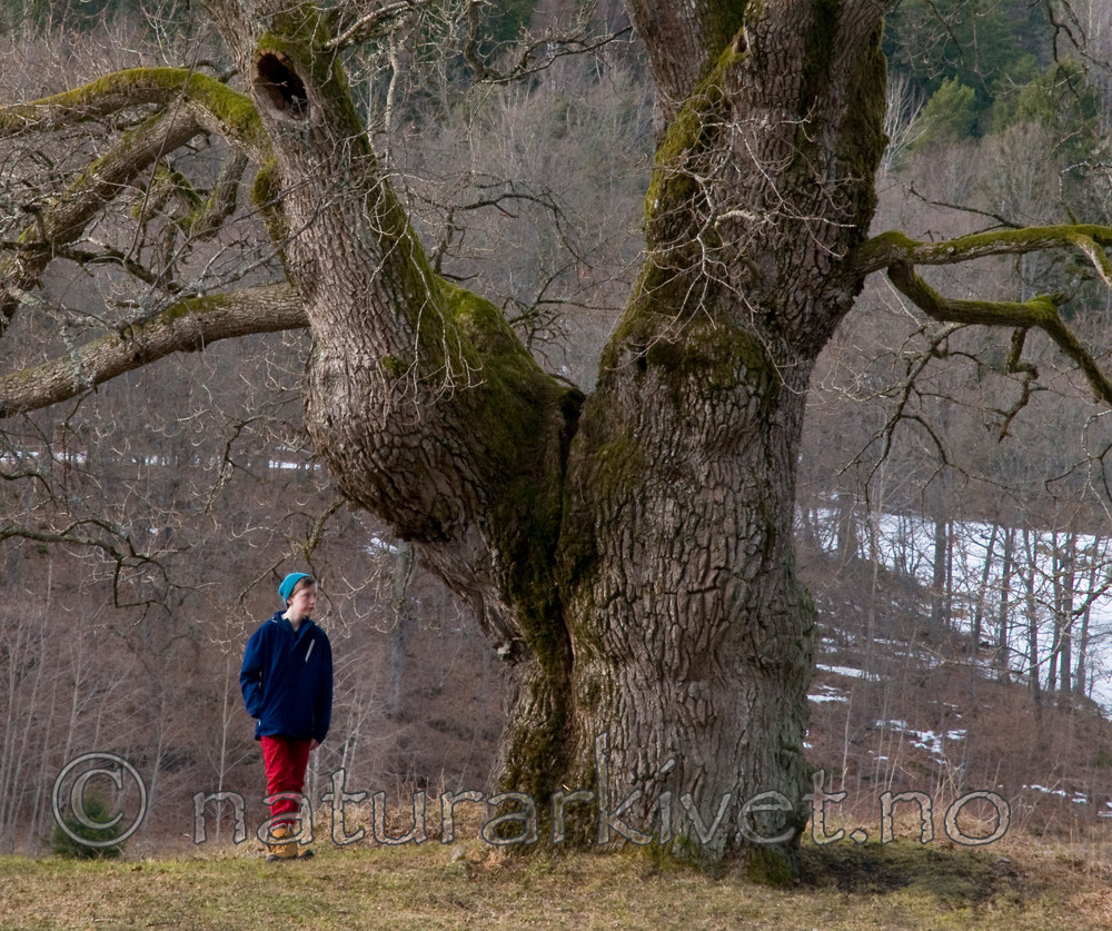 BB 12 0022 / Quercus robur / Sommereik