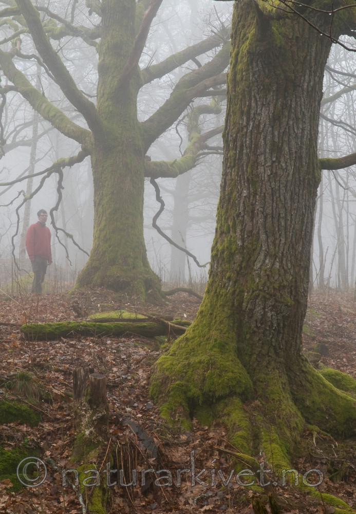 BB 12 0028 / Quercus robur / Sommereik