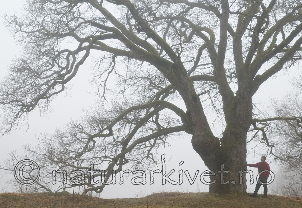 BB 12 0030 / Quercus robur / Sommereik