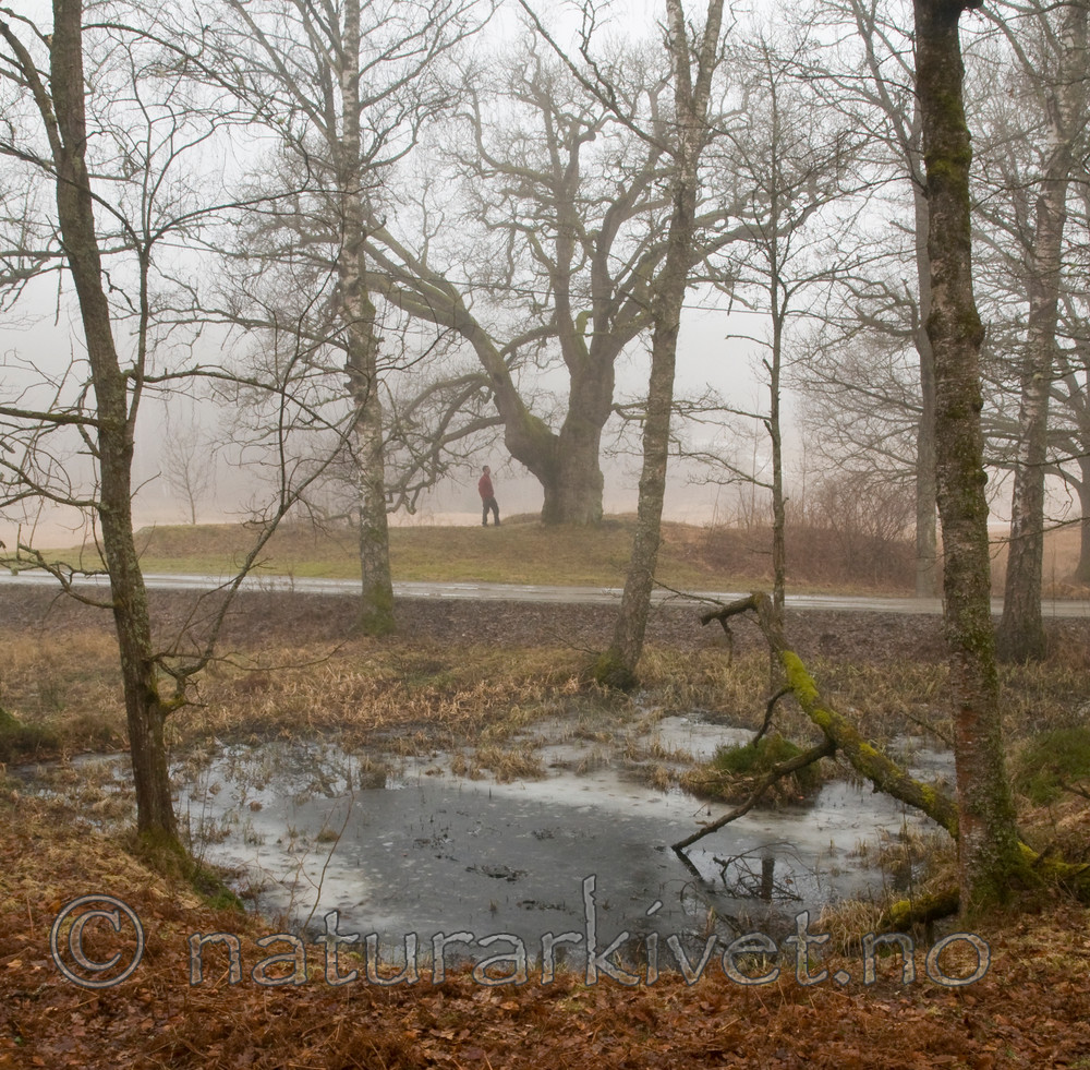 BB 12 0031 / Quercus robur / Sommereik