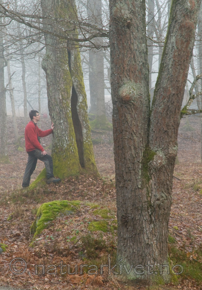 BB 12 0032 / Quercus robur / Sommereik