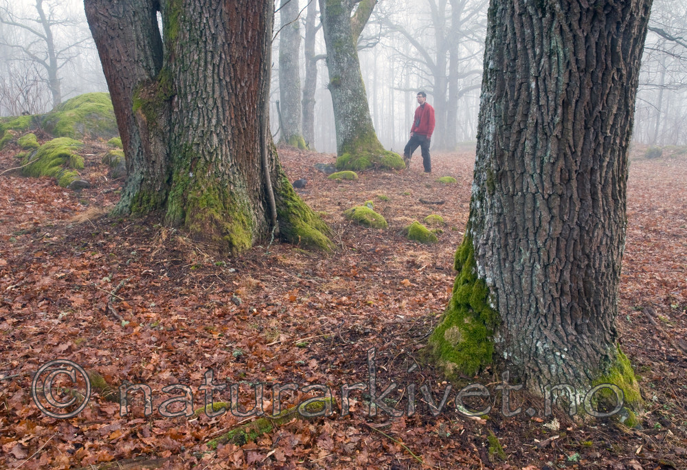 BB 12 0033 / Quercus robur / Sommereik