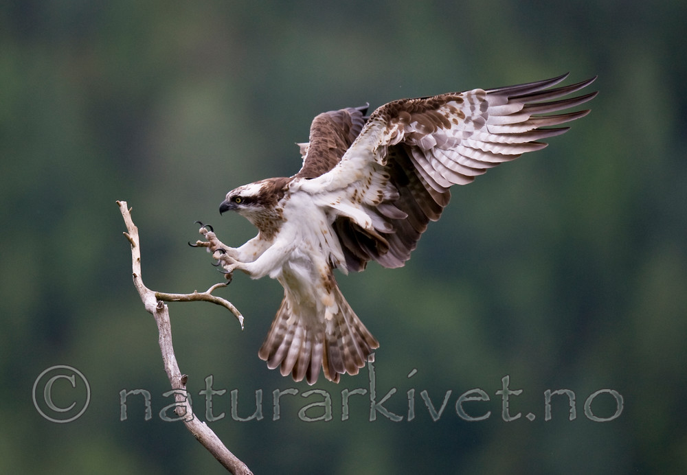 BB 12 0036 / Pandion haliaetus / Fiskeørn