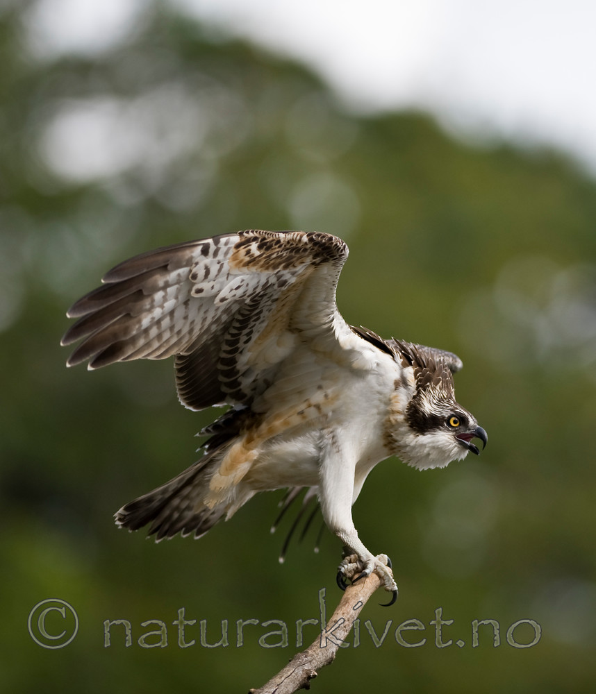 BB 12 0038 / Pandion haliaetus / Fiskeørn