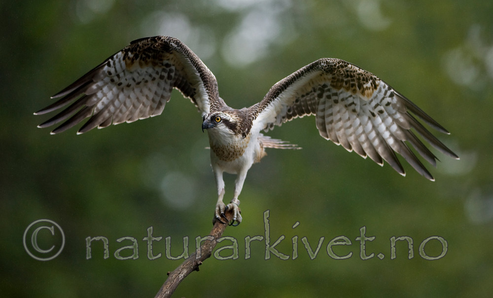BB 12 0054 / Pandion haliaetus / Fiskeørn