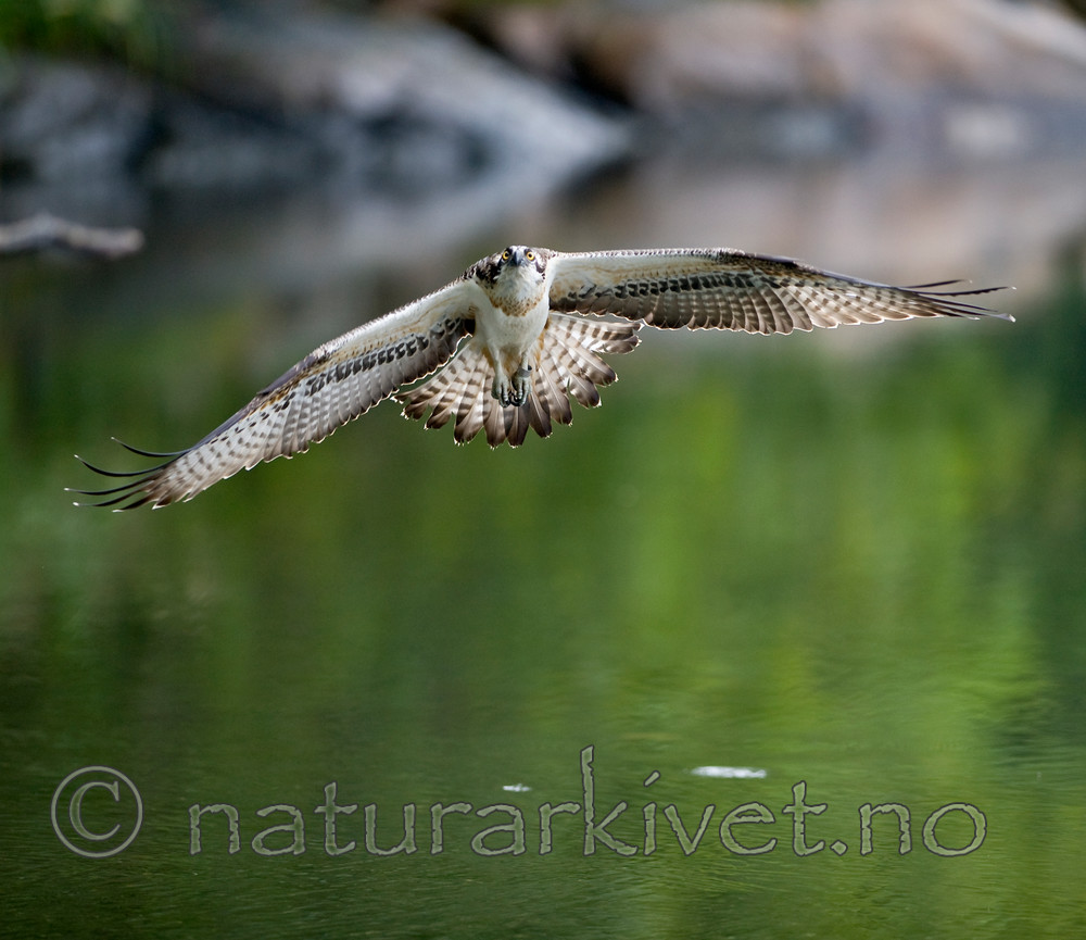BB 12 0055 / Pandion haliaetus / Fiskeørn