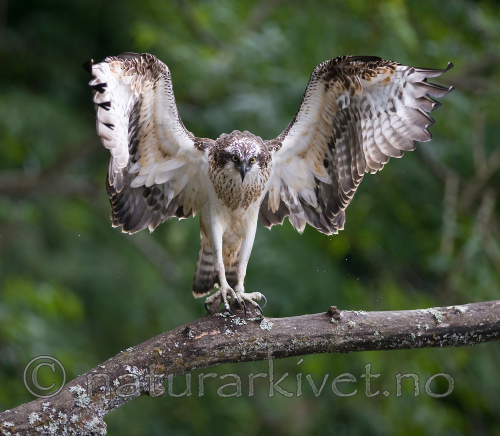 BB 12 0058 / Pandion haliaetus / Fiskeørn