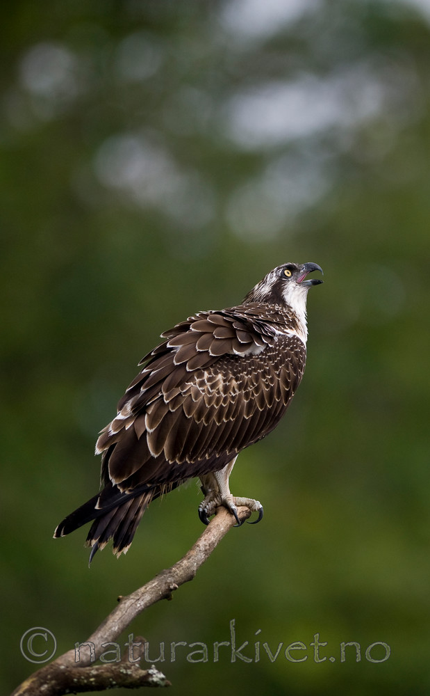 BB 12 0060 / Pandion haliaetus / Fiskeørn
