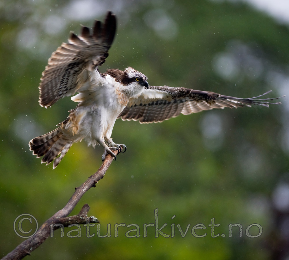 BB 12 0065 / Pandion haliaetus / Fiskeørn