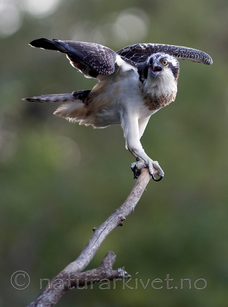 BB 12 0070 / Pandion haliaetus / Fiskeørn